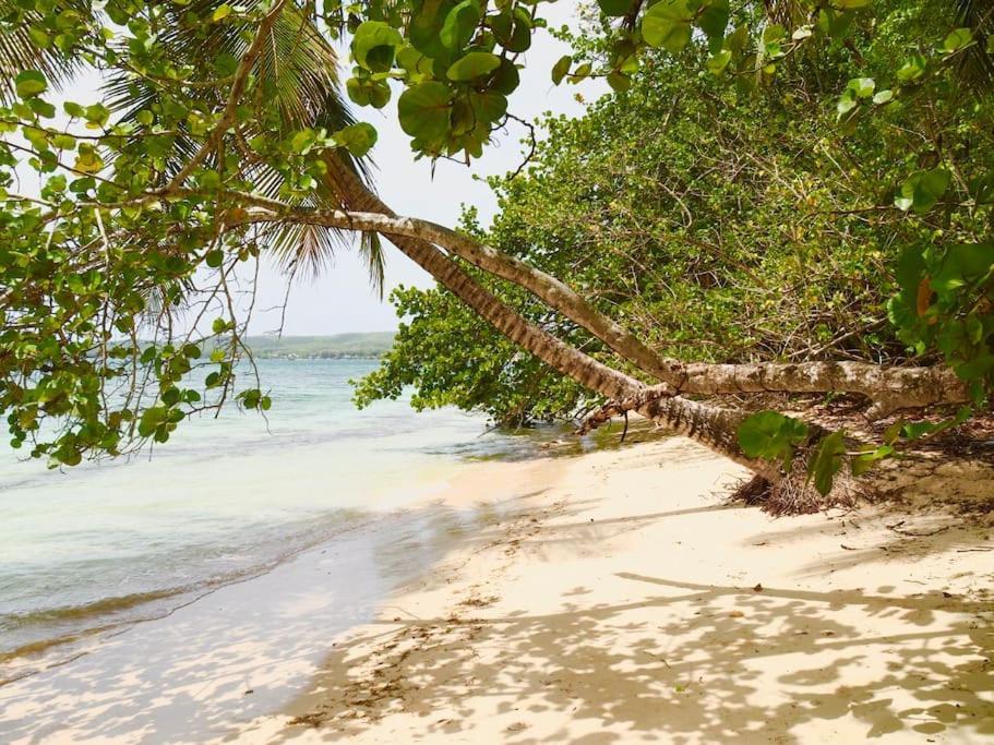 Katalea - Blue Dream, Plage, Piscine, Bar Grand-Bourg (Marie Galante) 外观 照片